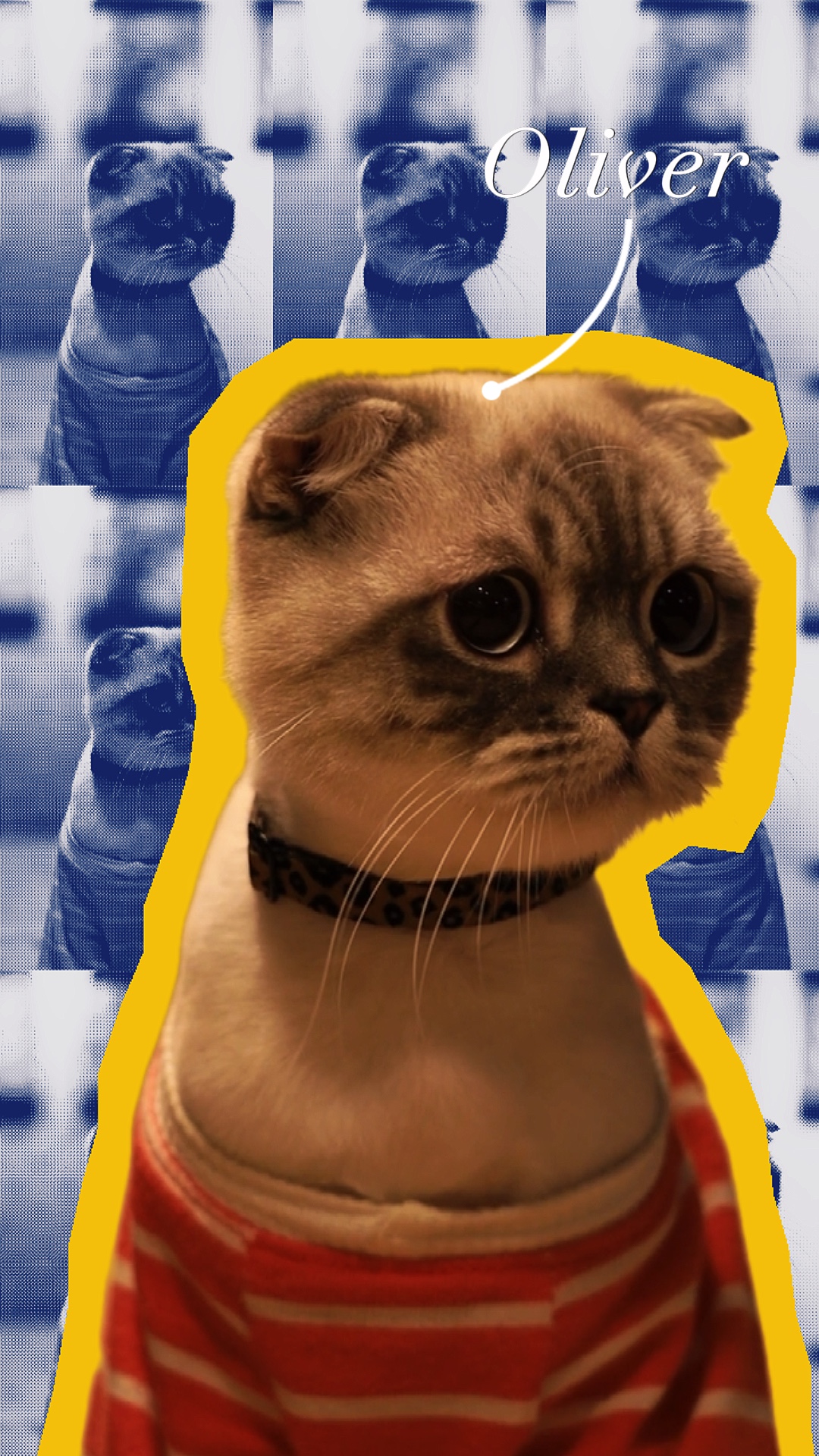 Introdução Meu Animal De Estimação
