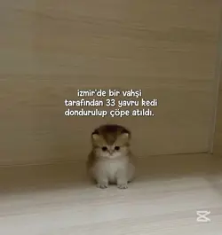 #kedi