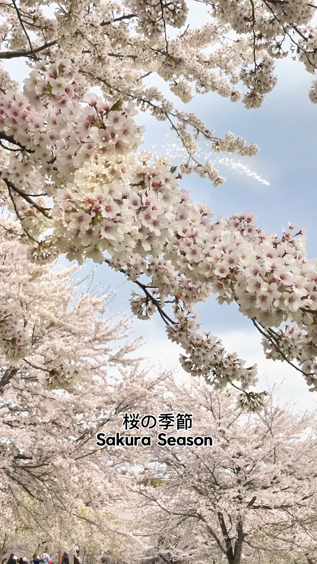 樱花🌸樱花