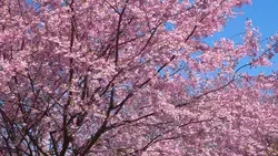 綺麗な桜🌸🌸😍