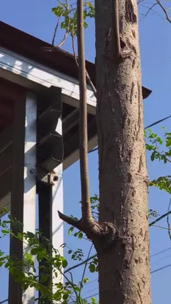 DJ ful senyum sayang