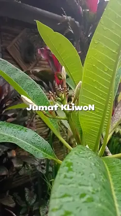 Jumat kliwon