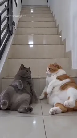 cat meme
