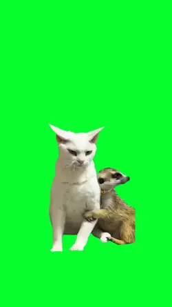 MEERKAT HUG CAT