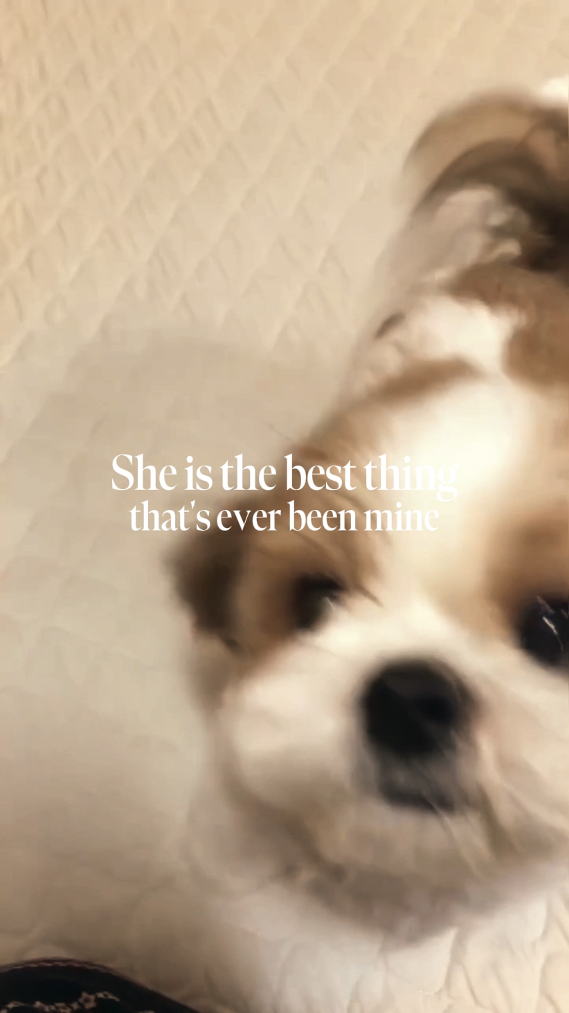 My dog