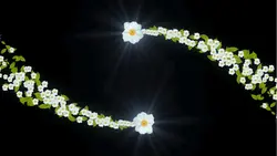 explosion of flowers