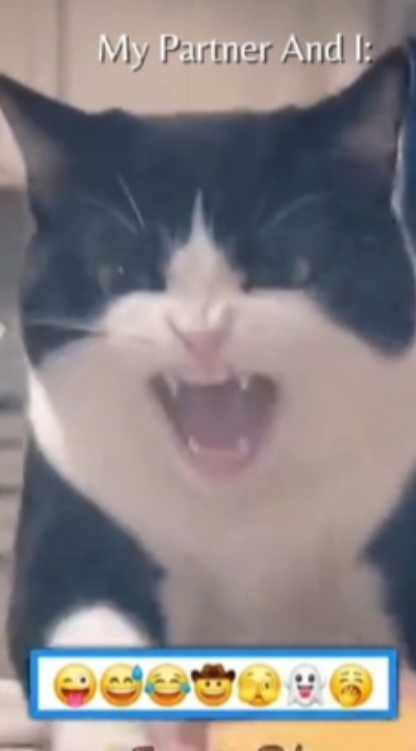 Gato gracioso
