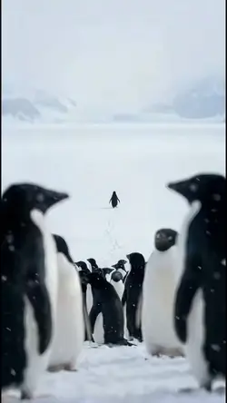 penguin