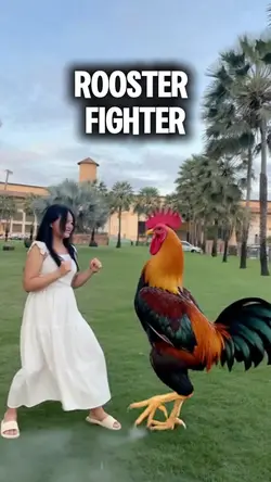 Rooster Fighter