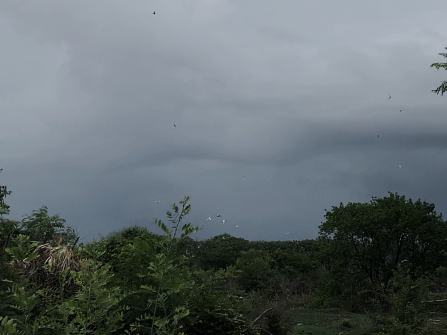 Sturm