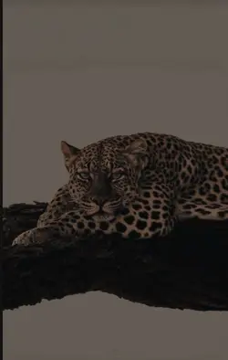 cıkırmısım diyim