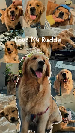 LOVE PET