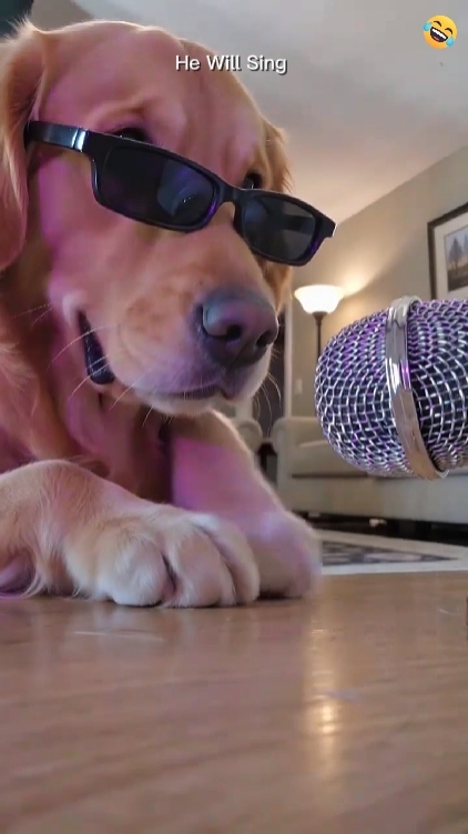 Cute dog 