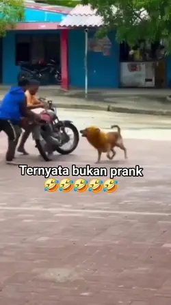 di kejar anjing