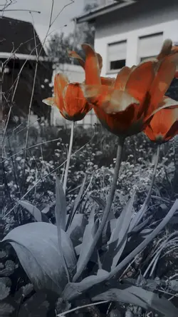 🌸 template, must try