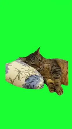 cat sleep wake up