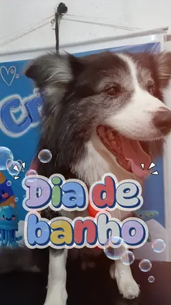 dia de banho 