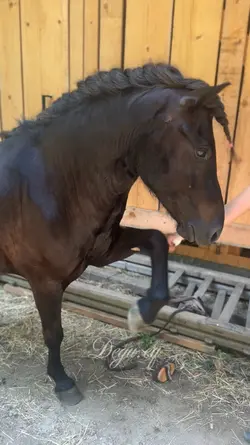 CUTE SLOWMO HORSE 💗