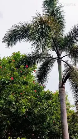maligayang pasko