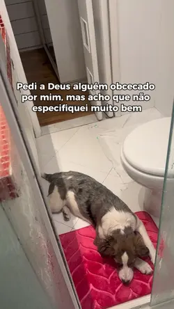 Pet companheiro