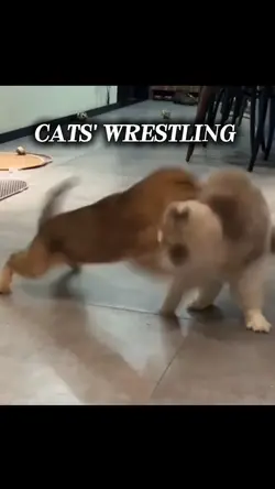 Cats' wrestling