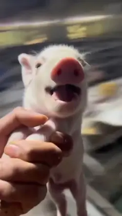 Baby pig 🐽