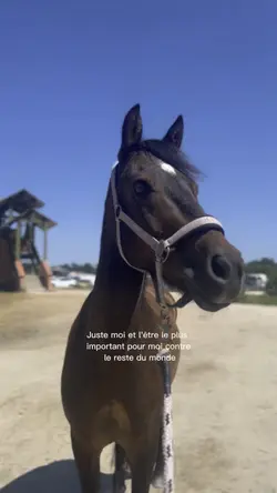 Le poney de mv?