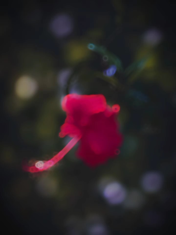 ইসলামিক ভিডিও 