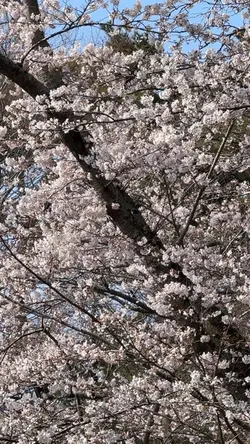 Spring Wishpers