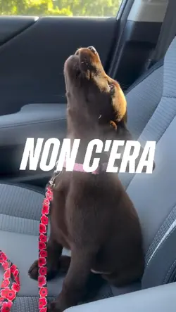 Animali
