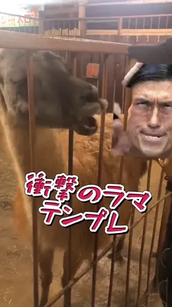 衝撃のラマテンプレ