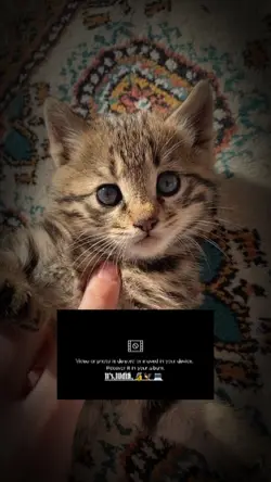 دل کهويا کهويا