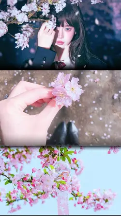 Sakura