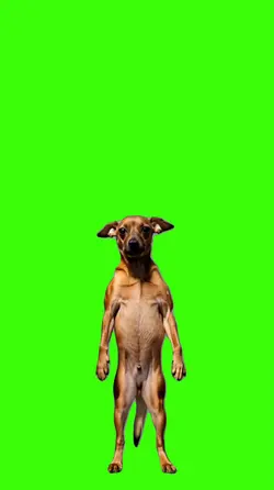 Cachorro/Dog.