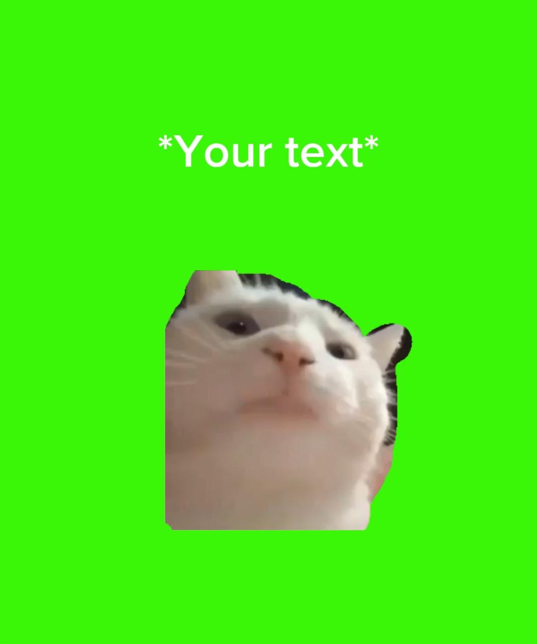 Cat dance