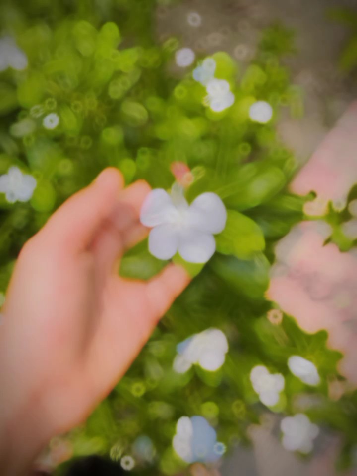 ফুল ভেবে তোমায় 