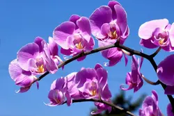 eclipser flowers 