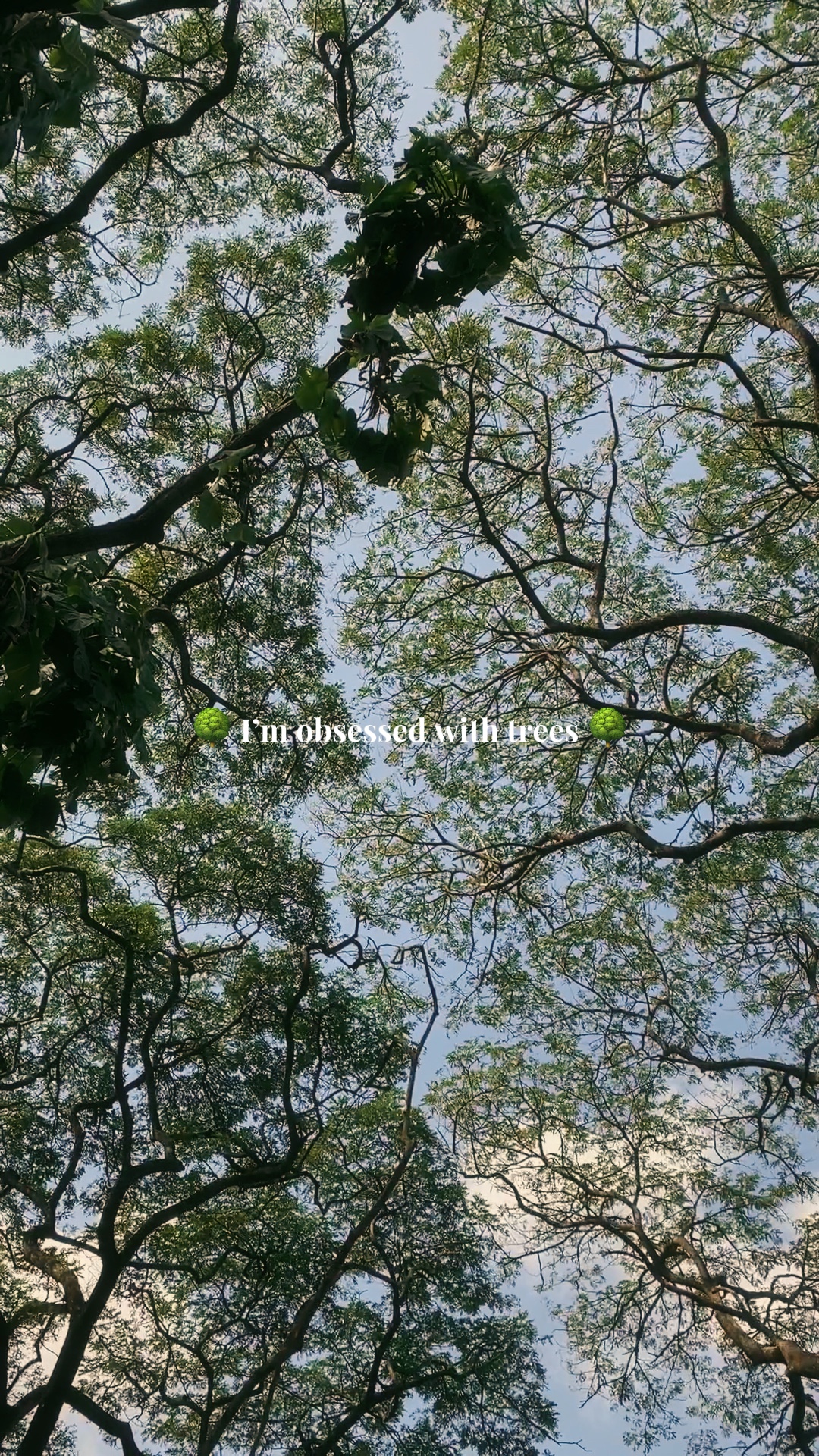 Tree obsession 2