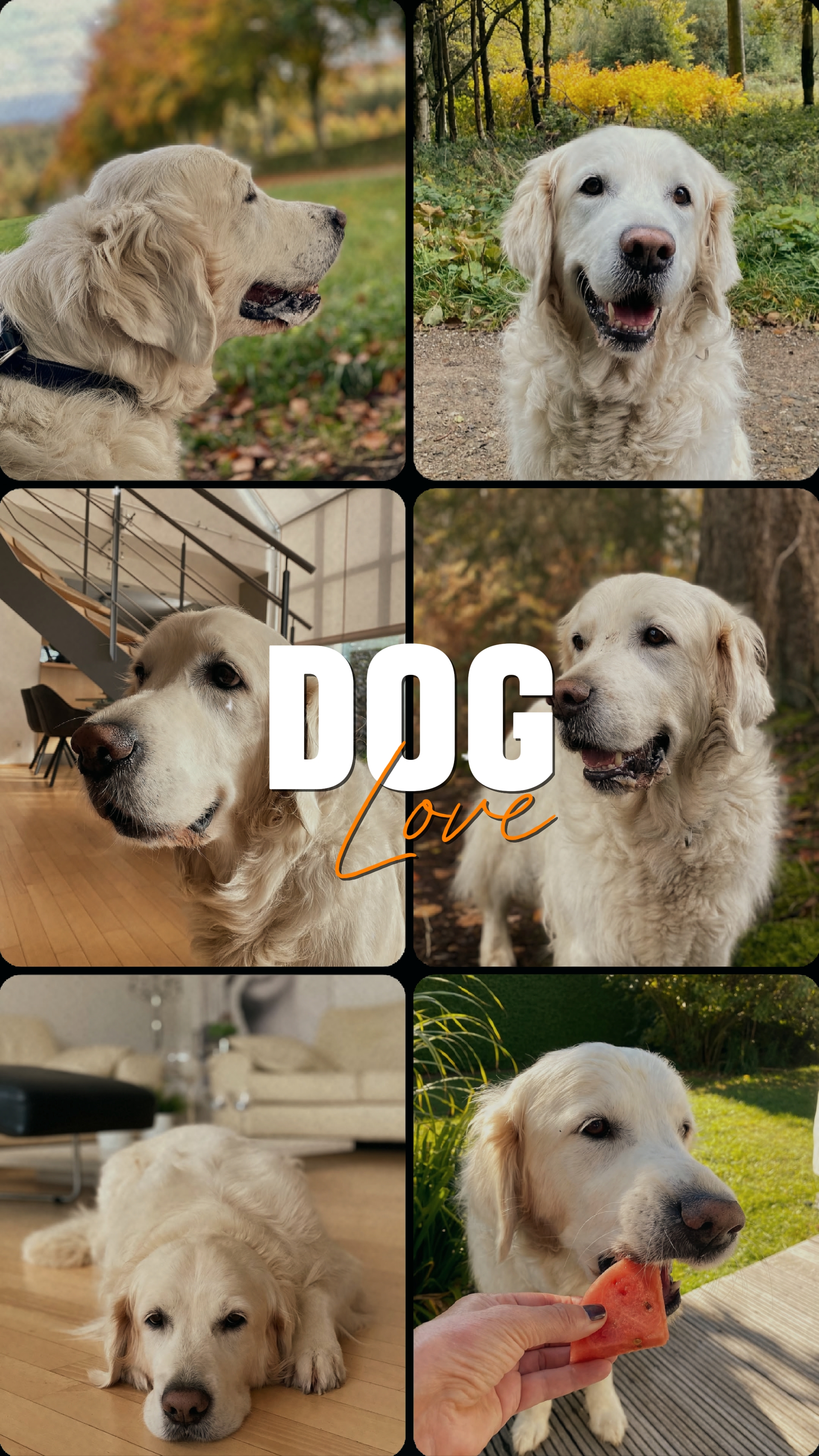 KÖPEK AŞK