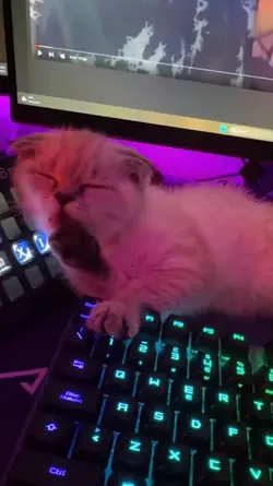 𝕶𝖊𝖎𝖗𝖆 𝖝𝖎𝖆𝖔 