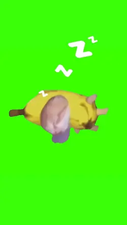 sleeping cat meme