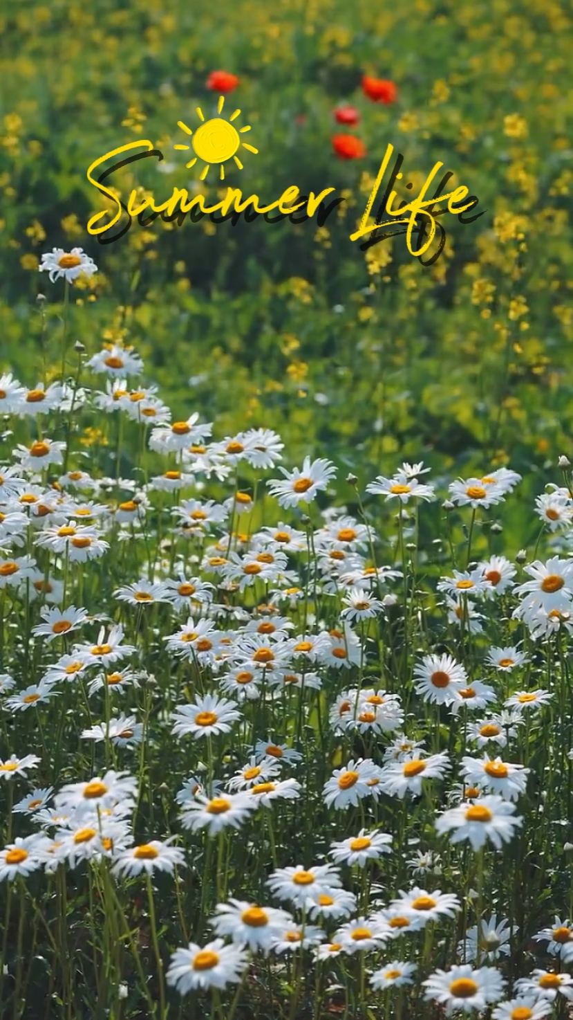 vie d'été