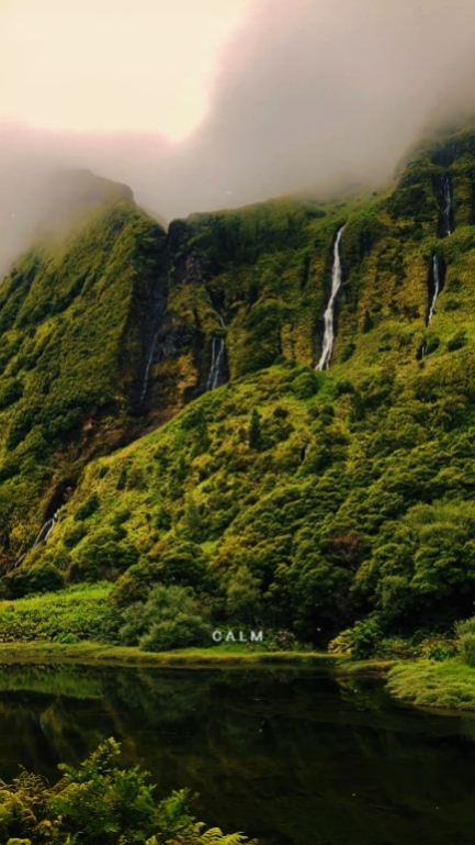 C A L M 