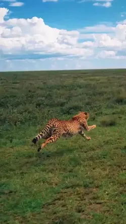 Guepardo 