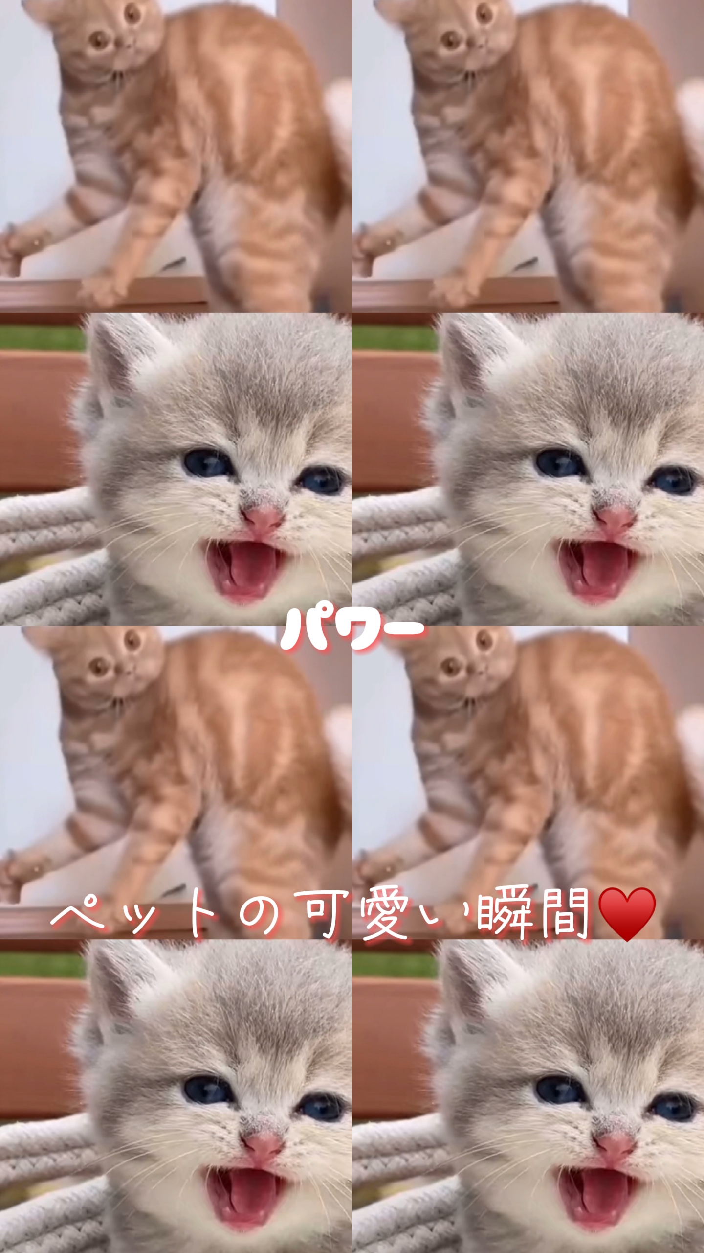 可愛いペットの一瞬📸