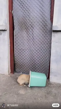 puppy