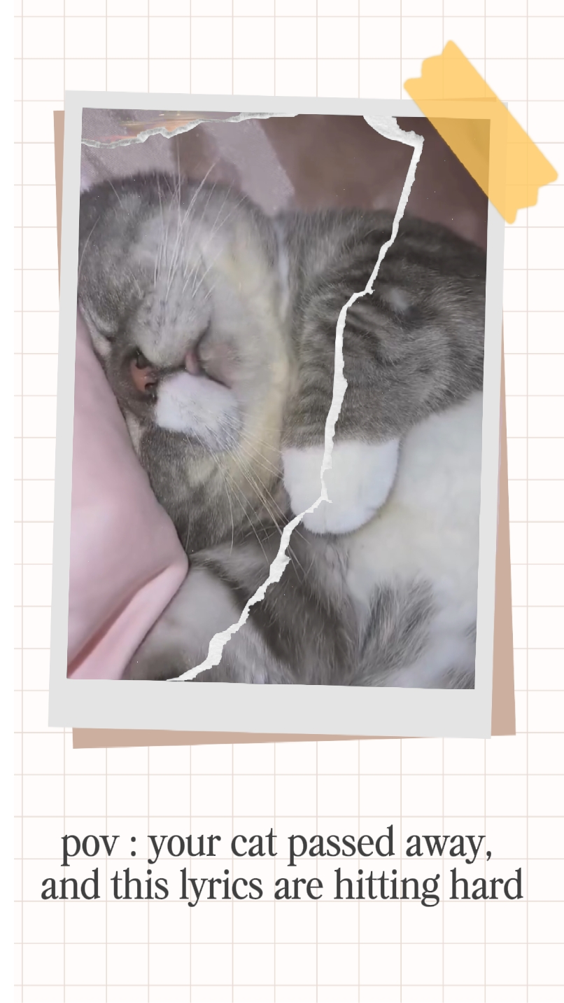 merobek kucing saya 