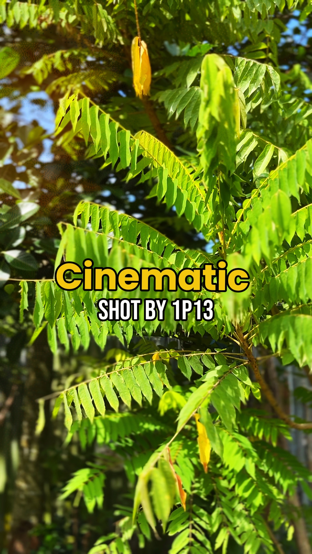 Sinematiko ng Kalikasan 