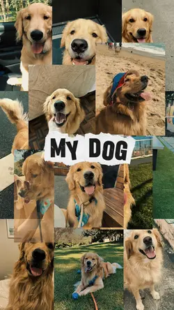 MY DOG