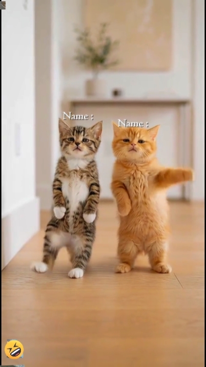 Lindo gato "